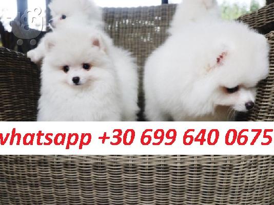 PoulaTo: healthy pomeranians for adoption